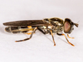 Platycheirus rosarum